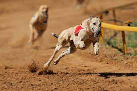 Greyhound Racing App